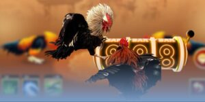 Mẹo chọn gà đá hay