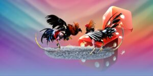 Cá cược đá gà Thomo