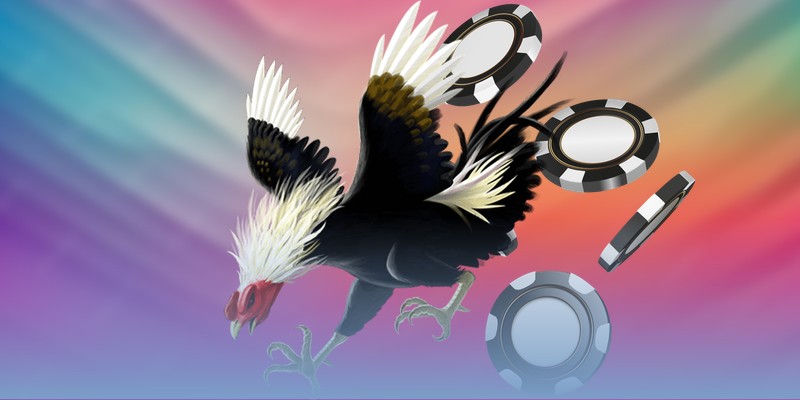 Các giống chiến kê cựa sắt Campuchia nổi bật