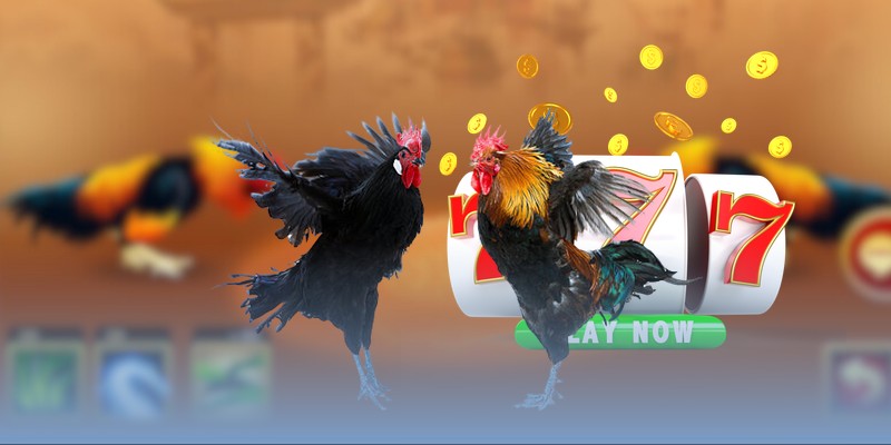 Cách nhận biết tình trạng gà đá sau trận đấu