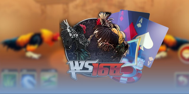 Chiến kê Quỷ Đỏ có sức bền đáng nể, lối ra đòn ổn định