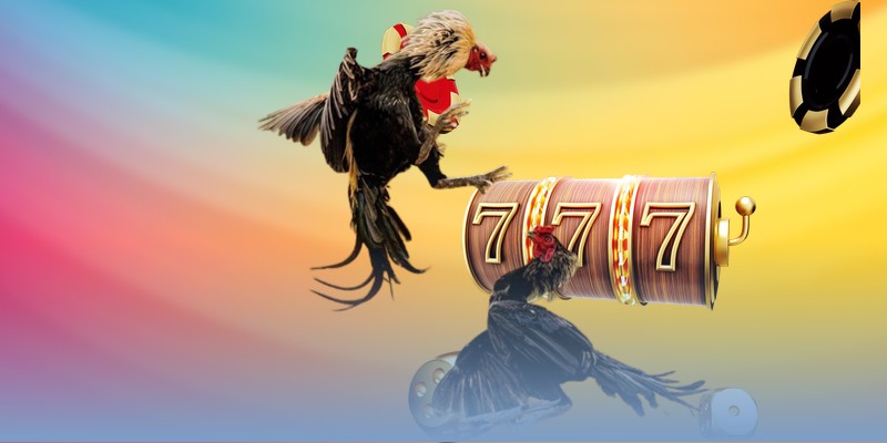 Chuối Cọp có khả năng lật kèo thần tốc, điềm tĩnh