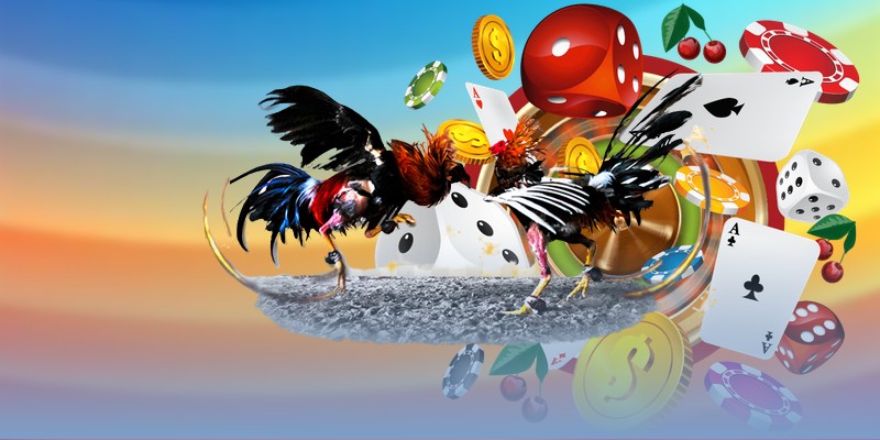 Đá gà cựa sắt Campuchia