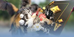 Đá gà Thomo youtube