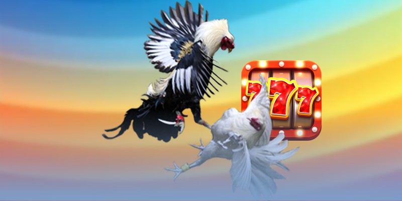 Điểm danh những chiến kê thắng nhiều nhất T11/2025