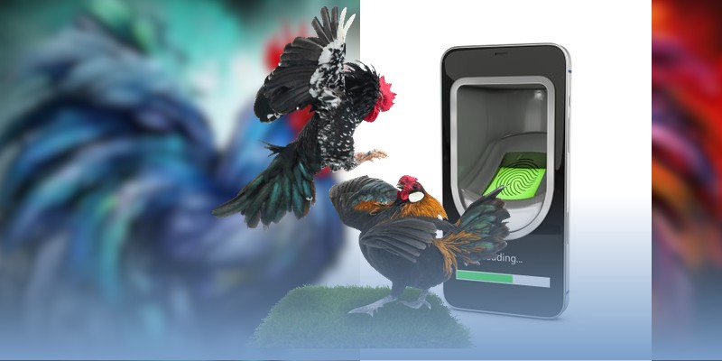 Gà Thomo thắng liên tục