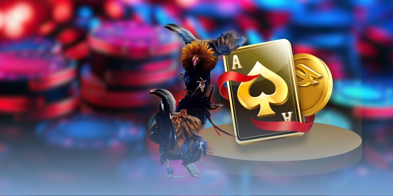 Gợi ý 4 kênh xem chọi gà Thomo hay nhất