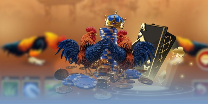 Gợi ý chọn gà cựa sắt hay Thomo cho người mới