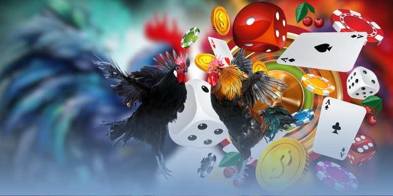 Hình thức đấu chiến kê Thomo trực tuyến