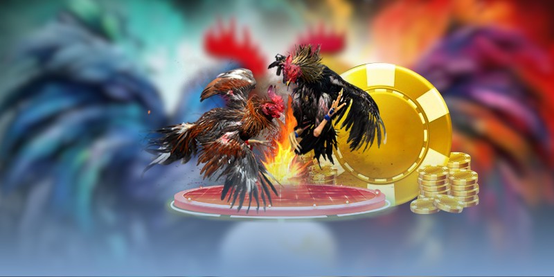 Hướng dẫn mẹo soi kèo đá gà Thomo bất bại