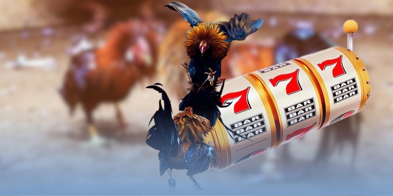 Hướng dẫn nhận biết gà Thomo huyền thoại đơn giản