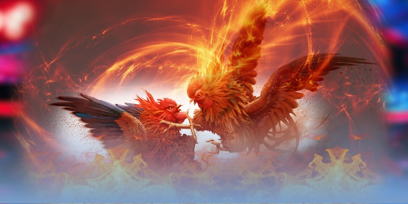 Khái quát về hình thức đấu chiến kê Thomo