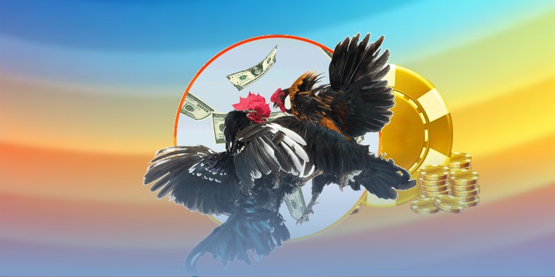 Khái quát về kinh nghiệm xem tướng chiến kê thi đấu