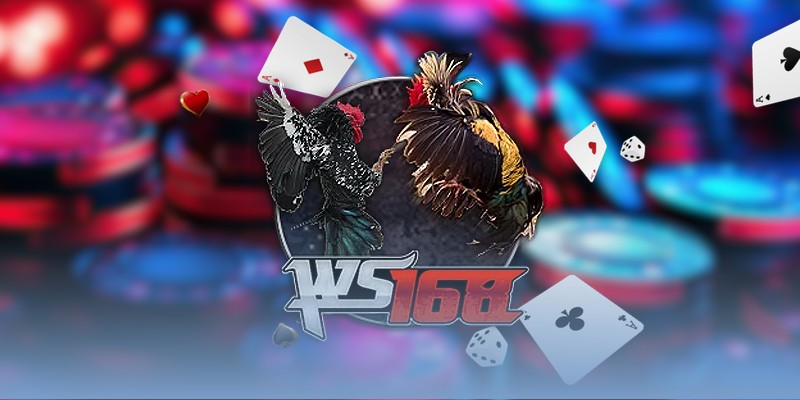 Khám phá khái niệm đoán kèo gà đá Thomo