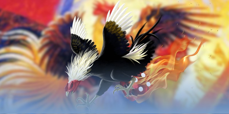 Lịch thi đấu cá cược đá gà Thomo cần nắm