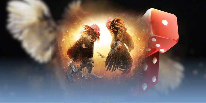 đá gà Thomo trực tiếp