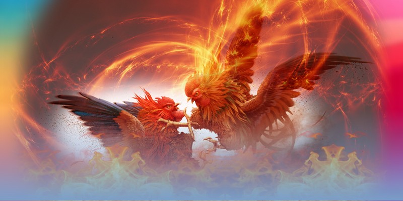 Lưu ý nhỏ khi cho ăn giúp chiến kê phục hồi nhanh