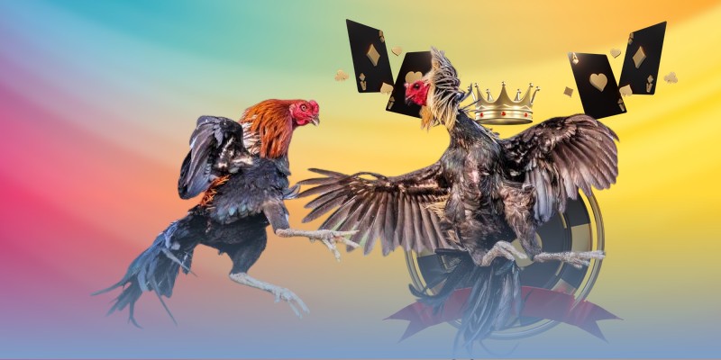 Lý do nên lựa chọn dự đoán đấu gà Thomo