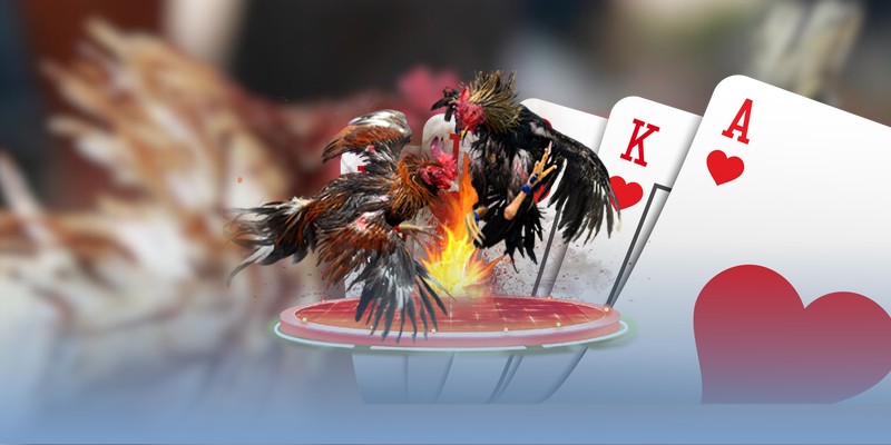 Lý do nhiều người thích coi đá gà Thomo youtube