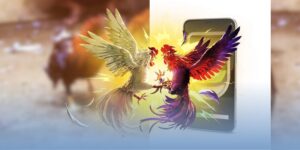 Mẹo chăm sóc gà đá sau trận đấu