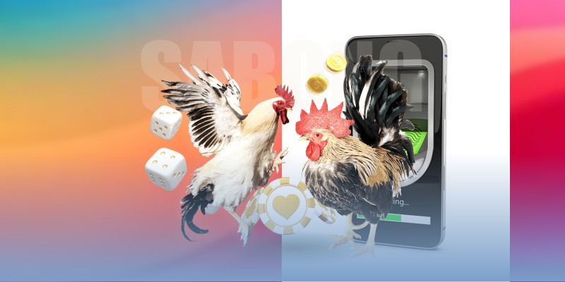 Mẹo nuôi gà đá sung