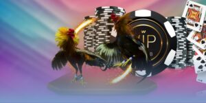 Mẹo xem tướng gà đá