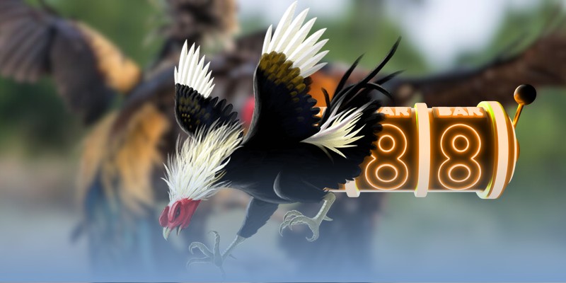 Mẹo chăm sóc gà đá sau trận đấu về cách vệ sinh vết thương