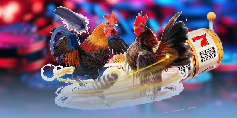 Mẹo nuôi gà đá với các bài tập cơ bản