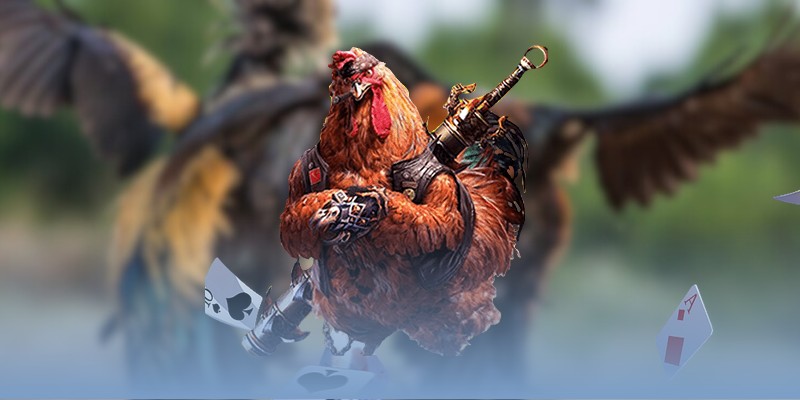 Mẹo thắng đá gà Thomo & những mẹo cược hay, hấp dẫn