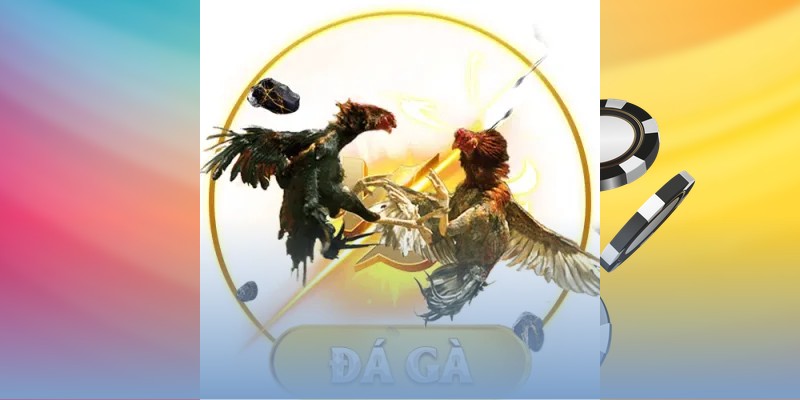 Mẹo xem tướng gà đá qua bộ phận cơ thể