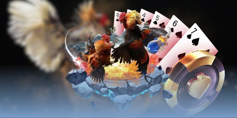 Nhận biết gà đá cựa sắt với thân hình nhỏ gọn