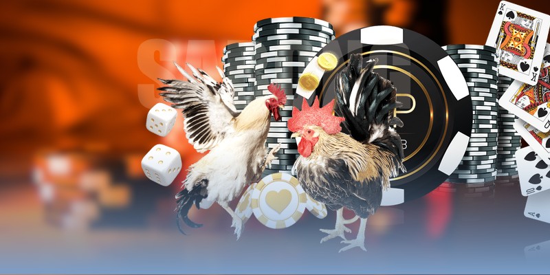 Những điểm quan trọng khi đoán kèo gà đá Thomo