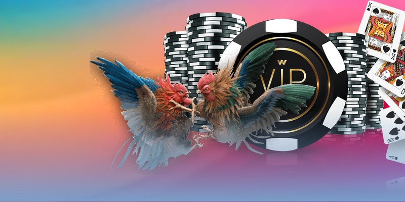 Những lưu ý khi xem các video chọi gà đảm bảo mượt mà