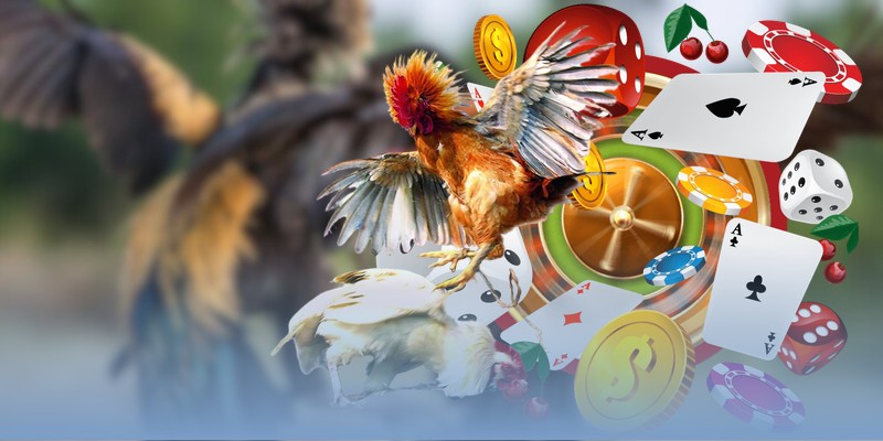 Những video đá gà Thomo có hình ảnh mượt mà & sắc nét