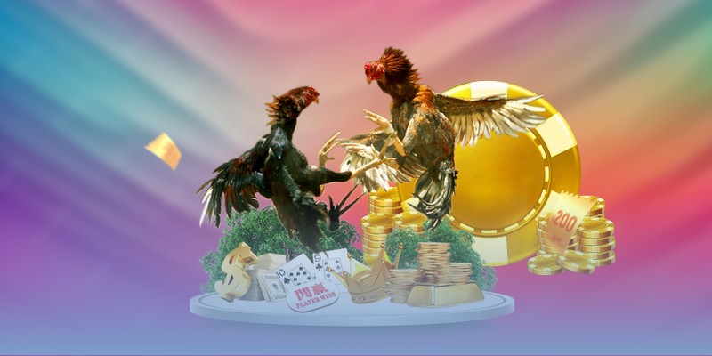 Nội dung chính xuất hiện trong video highlight đá gà