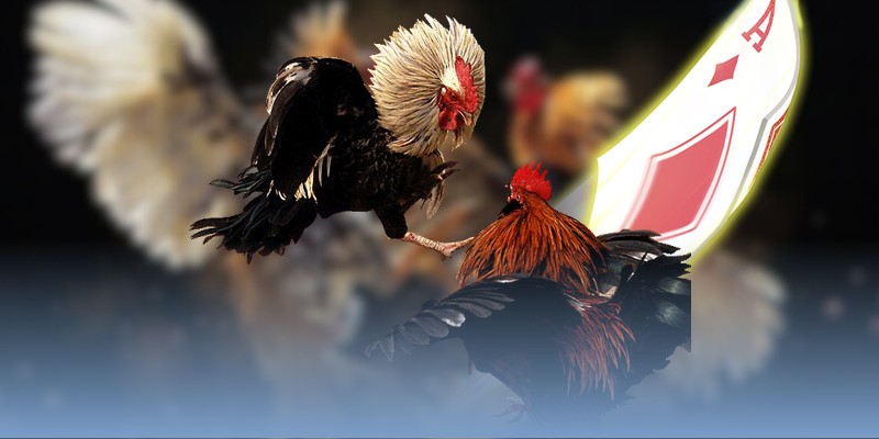 Nội dung xuất hiện trên các kênh youtube đá gà Thomo