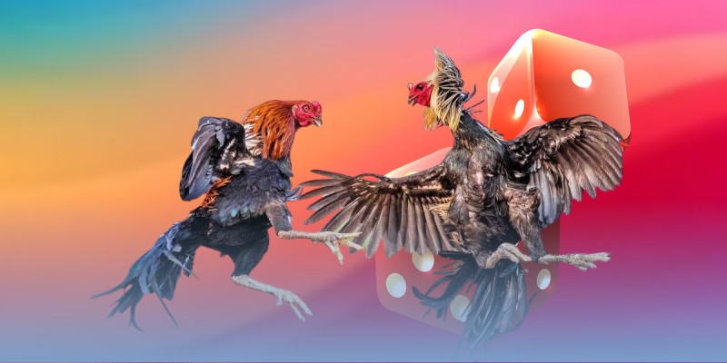 Quy tắc đá gà cựa sắt Campuchia cần nắm bắt