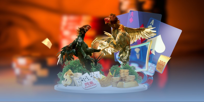 Thiết lập chế độ rèn luyện khoa học cho chiến kê