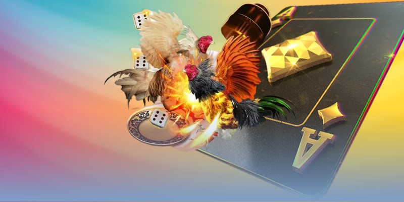 Tìm hiểu đơn giản về loại hình đá gà Thomo