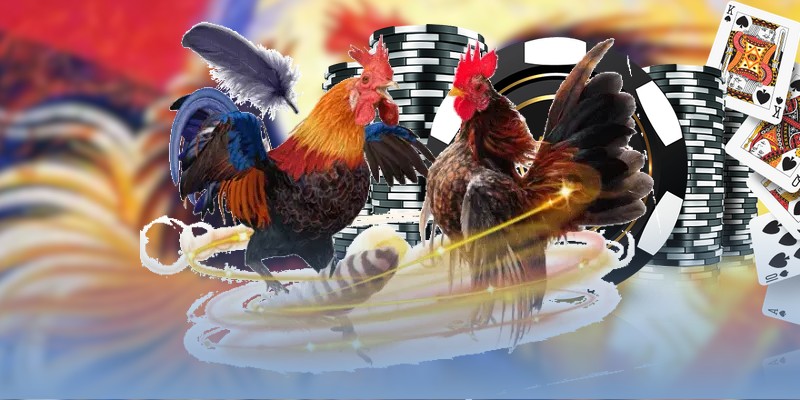 Tổng quan dễ hiểu về highlight đá gà Thomo