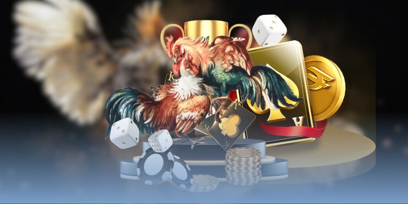 Top 5 trường gà Campuchia - Việt Nam uy tín nên thử