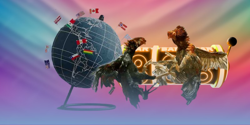 Top chiến kê Thomo có thành tích thắng lâu nhất