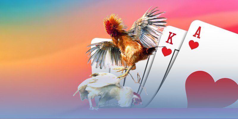 Trả lời câu hỏi có nên chơi đá gà Thomo không