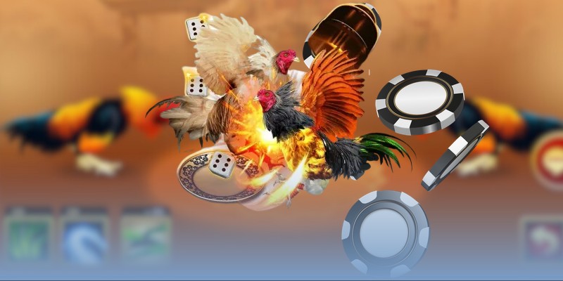 Video đá gà Thomo mới nhất gây mê đông đảo người xem